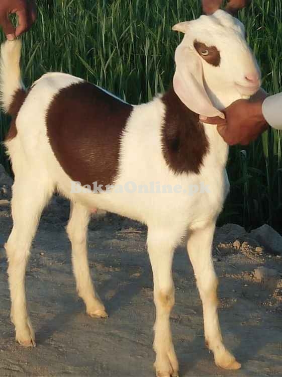 Lohri Goat for Sale for Qurbani