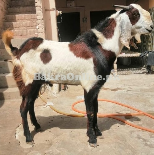 Beautiful Lohri Bakra for Sale