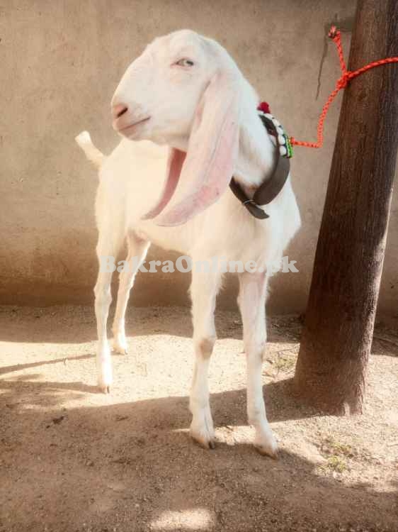 White Colour Lohri Goat for Sale