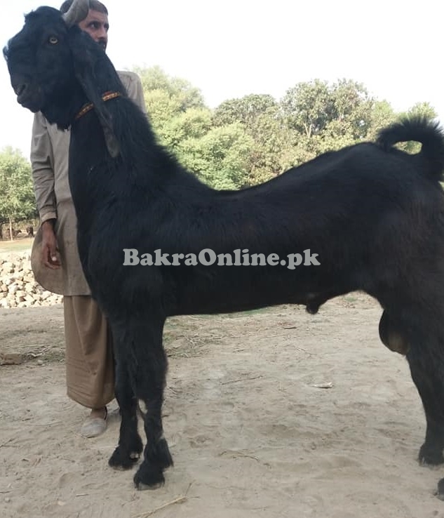 Heavy Black Colour Nachi Bakra for Sale