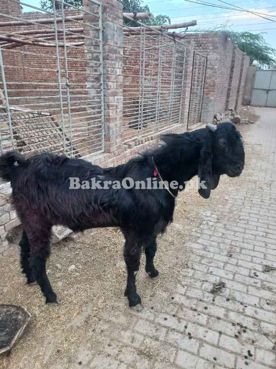 Black Colour Nachi Bakra For Sale in Karachi