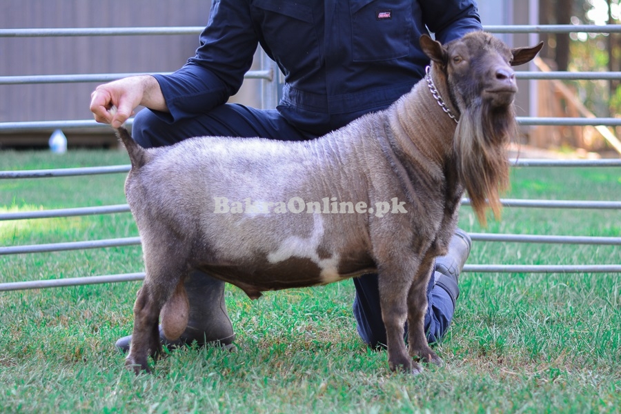 Best Nigerian Dwarf Bakra for Sale