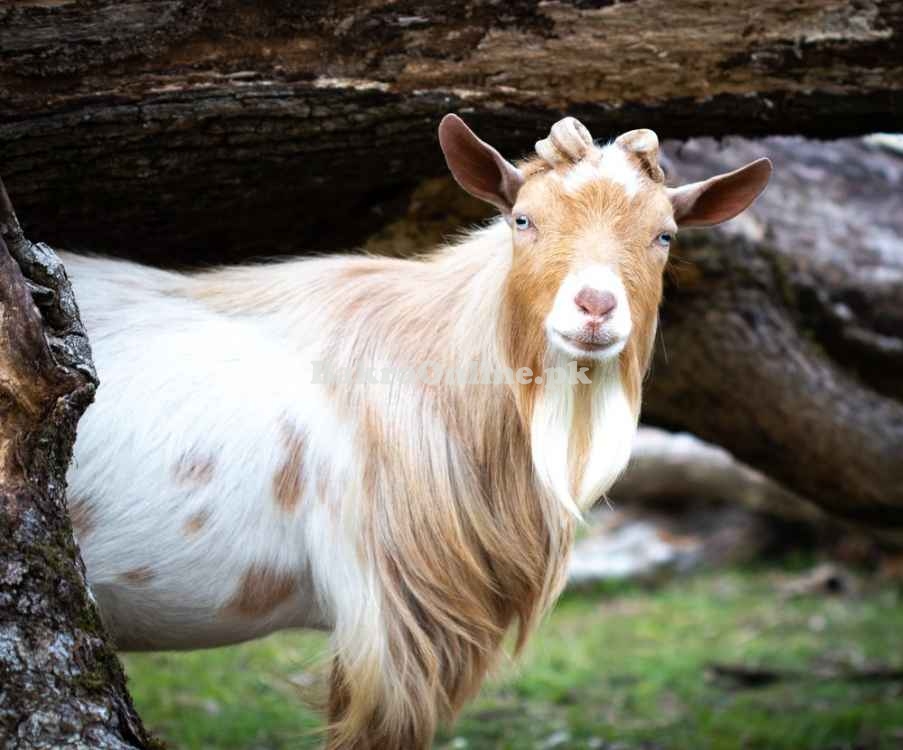 Beautiful Nigerian Dwarf Bakra for Sale