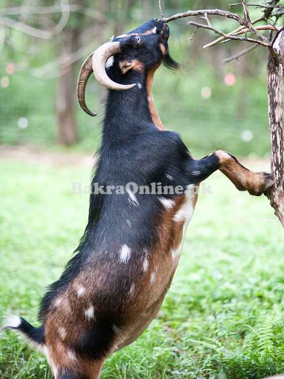 Heavy Nigerian Dwarf Bakra for Sale