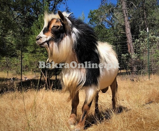 Nigerian Dwarf Bakra for Sale