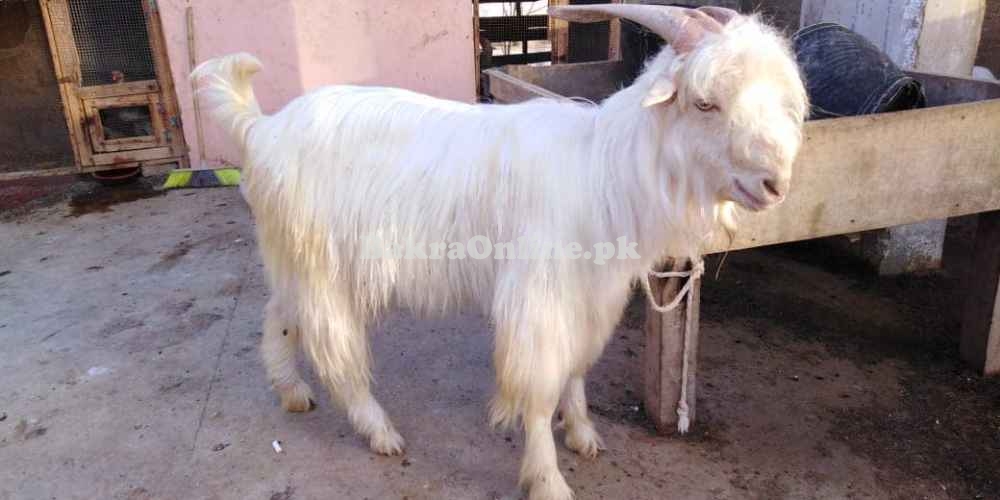 Pure Desi Pahari Goat for Sale