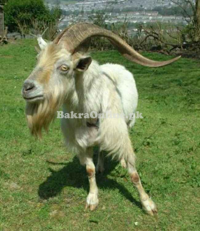 Pahari Goat for Sale in Multan