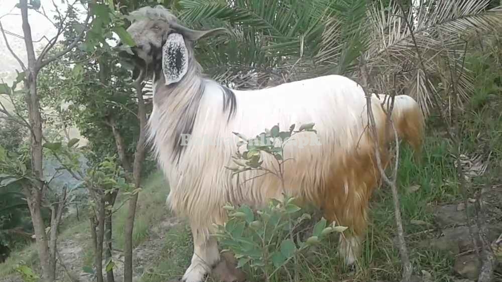 Beautiful Top Quality Pahari Bakra for Sale