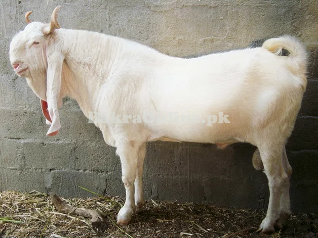 Beautiful White Colour Pateri Bakra for Sale