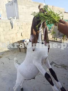 Normal Size Pateri Bakra for Sale