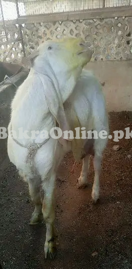 Desi White Pamiri Goat for Sale