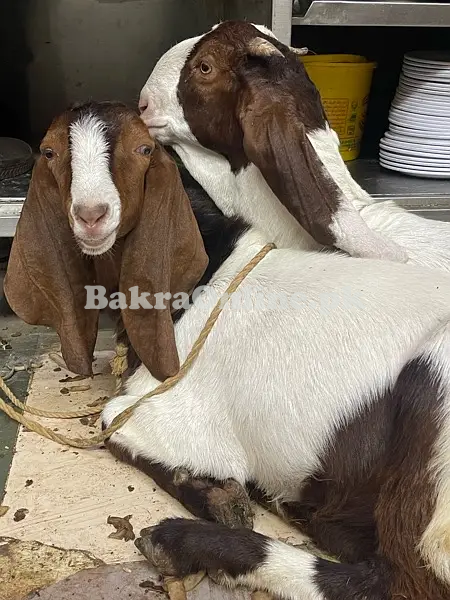 Beautiful Pateri Bakra for Sale