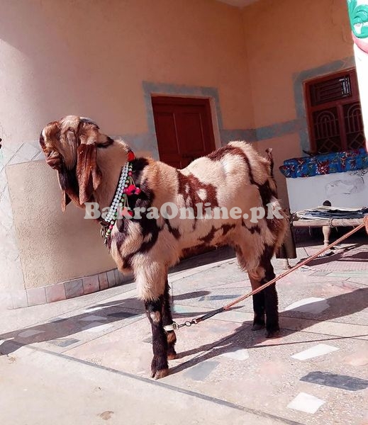 Beautiful Brown Colour Potohari for Sale