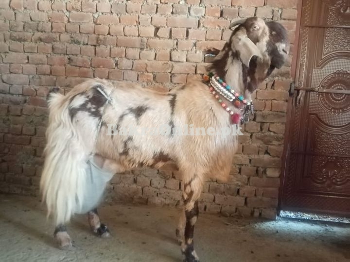 Best Potohari Bakra for Sale