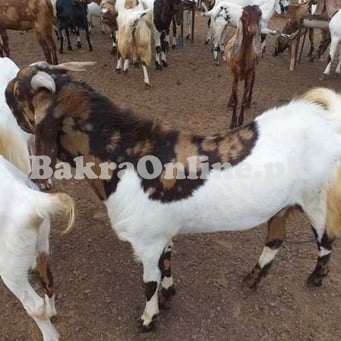 Beautiful Desi Potohari Bakra for Sale