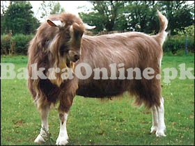 Brown Colour Pygmy Bakra for Sale