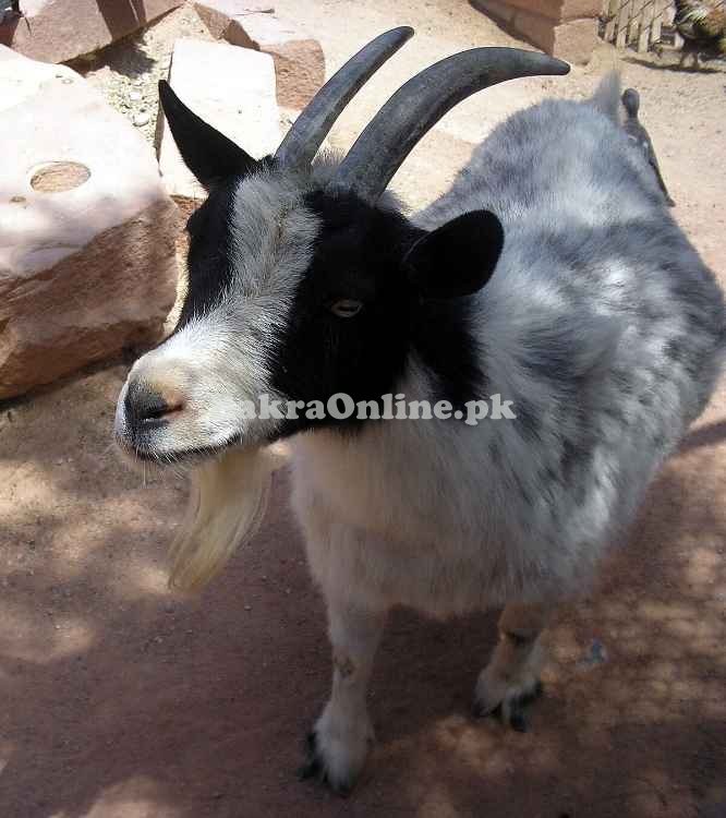 Cheap Pygmy Bakra for Sale