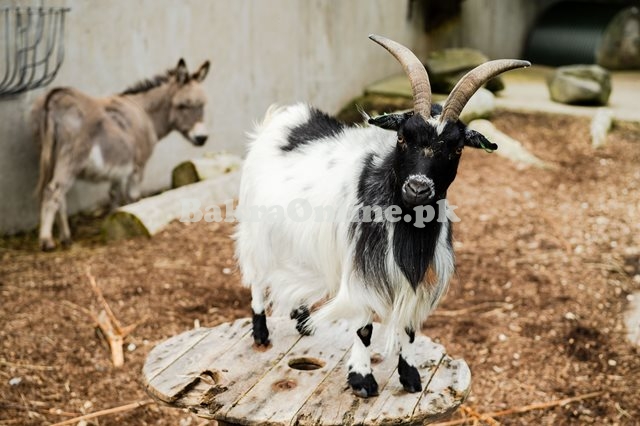 Pygmy Goat for Sale in Multan