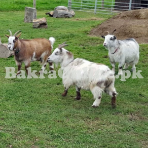 Best Pygmy Bakra for Sale