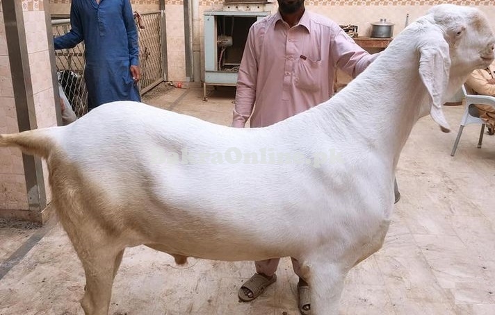 Heavy Ranjanpuri Bakra for Sale