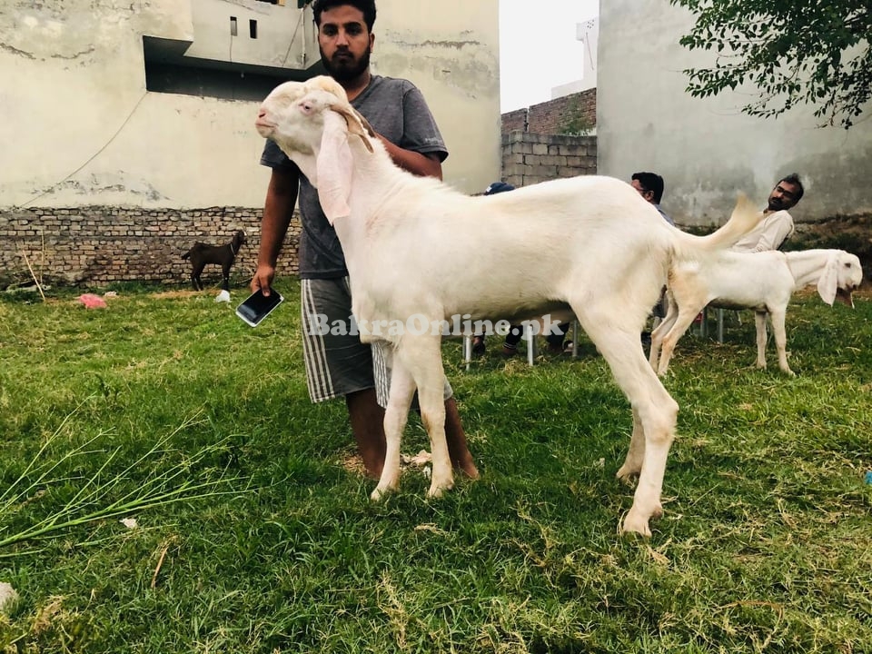 Desi Pure White Rajanpuri Bakra for Sale