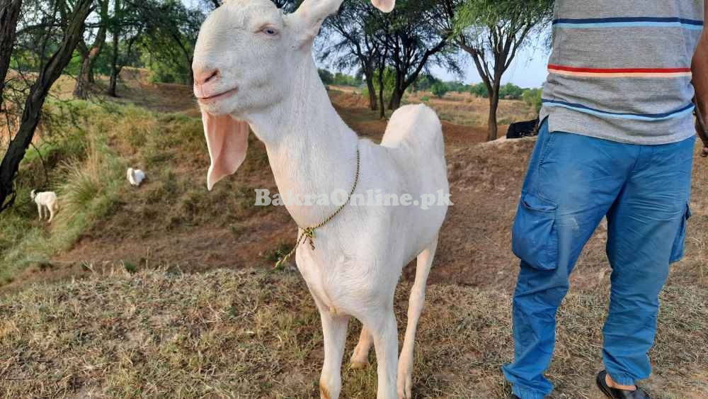 Beautiful Rajanpuri Bakra for Sale