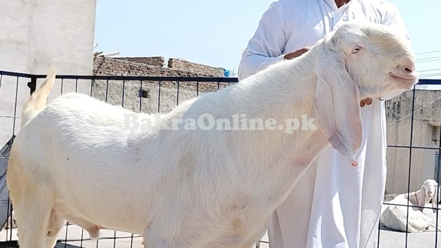 Heavy Rajanpuri bakra for Sale in White Colour Animal Qurbani Sale 2024