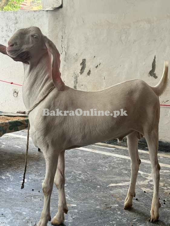 Pure White Rajanpuri Bakra for Sale