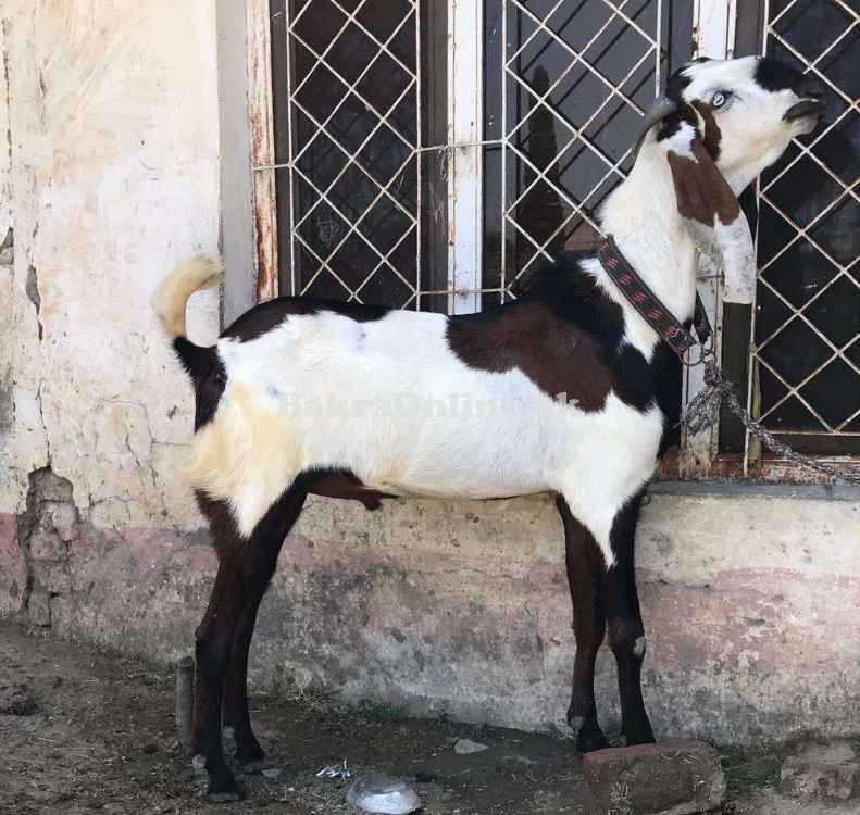 Cheap Ranjanpuri Bakra for Sale