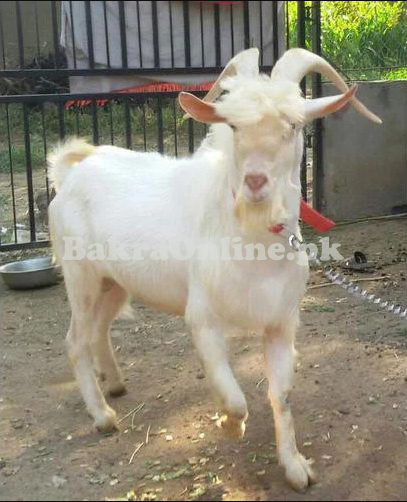 Beautiful White Colour Saanen Bakra for Sale