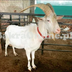 Cheap Size Saanen Bakra for Sale