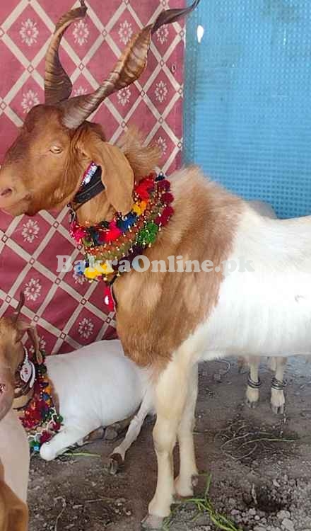 Best Tapri Bakra for Sale