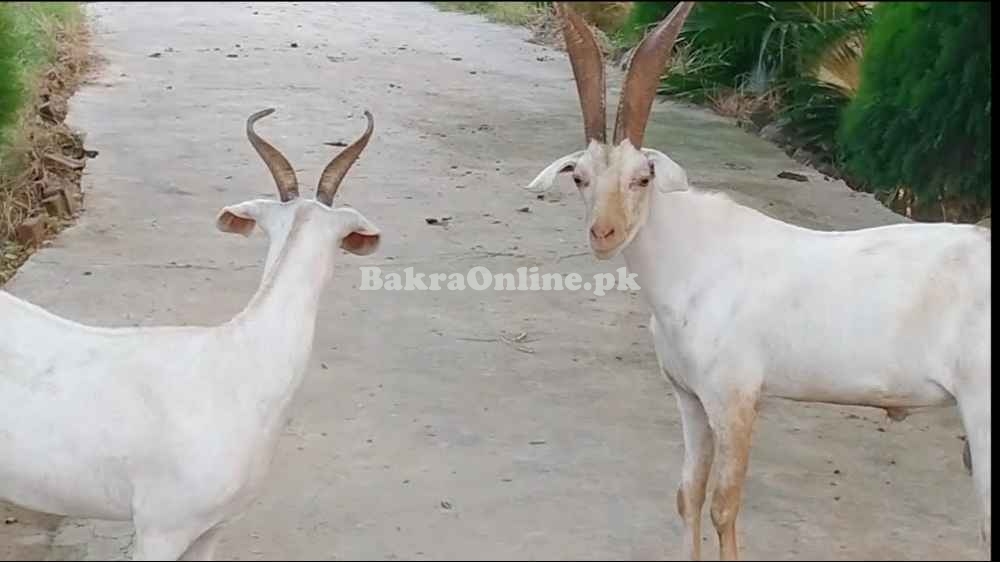 Beautiful White Tapri Bakra for Sale