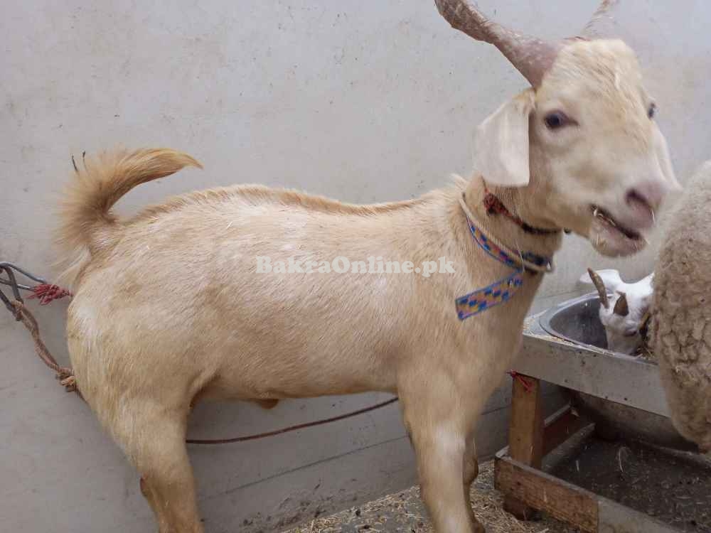 Brown Tapri Bakra for Sale