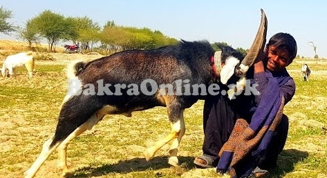 Heavy Tapri bakra for Sale