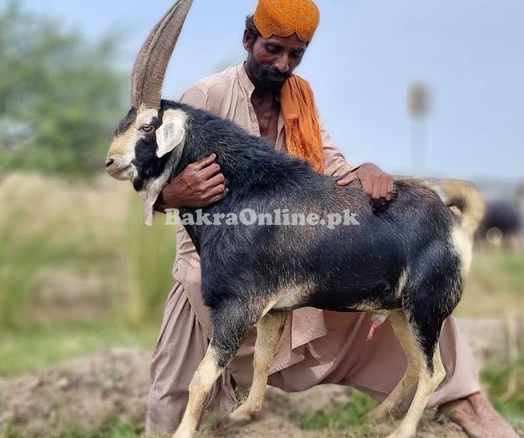 Pure Desi Tapri Bakra for Sale