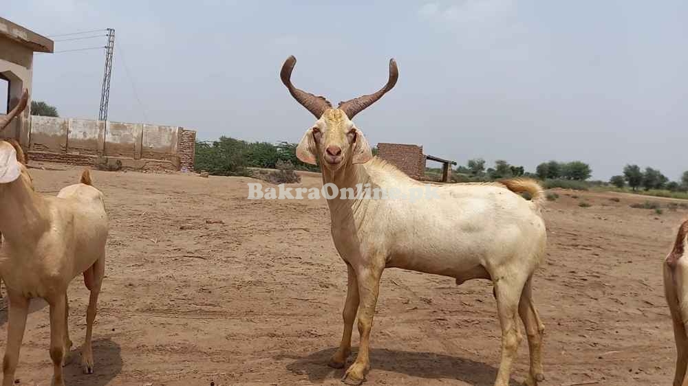 White Colour Tapri Bakra for Sale