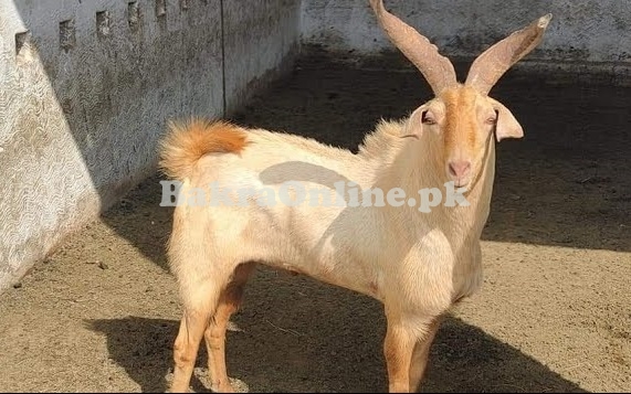 Tapri Bakra for Sale