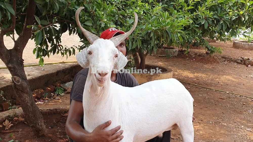 Cheap Tapri goat for Sale in Peshawar