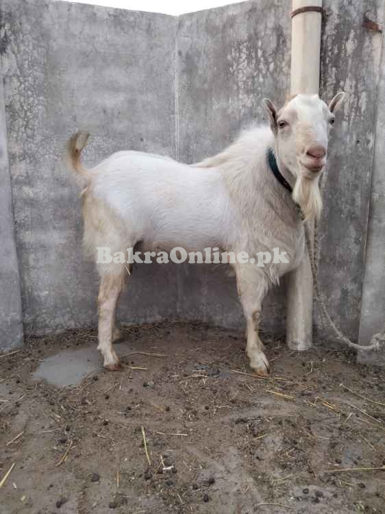 Healthy White Teddy Bakra for Sale