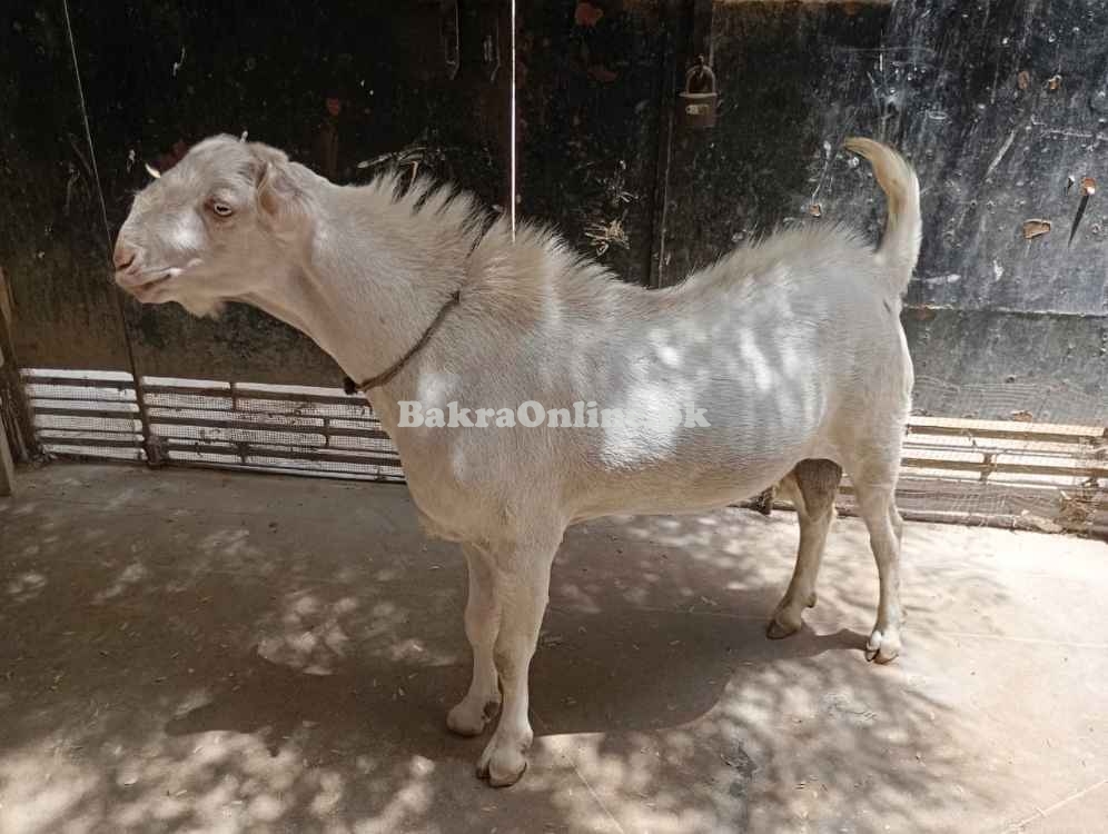 Best Teddy Bakra for Sale in Multan