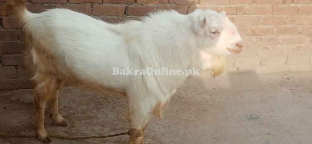 Pure Desi Teddy Bakra for Sale in Karachi