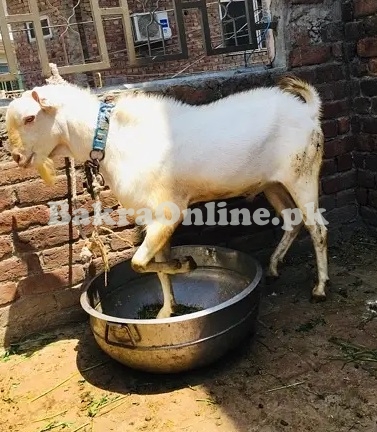 Want to Sell White Colour Teddy Bakra for Sale