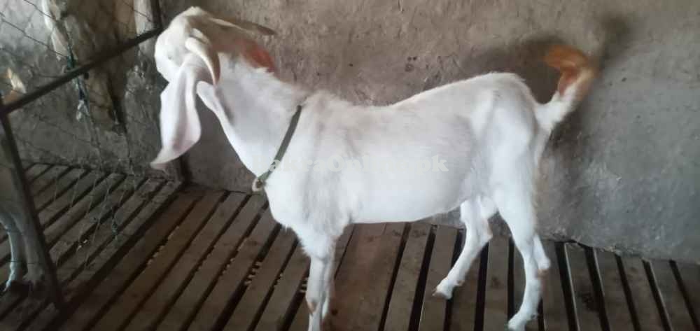 Rajanpuri bakra