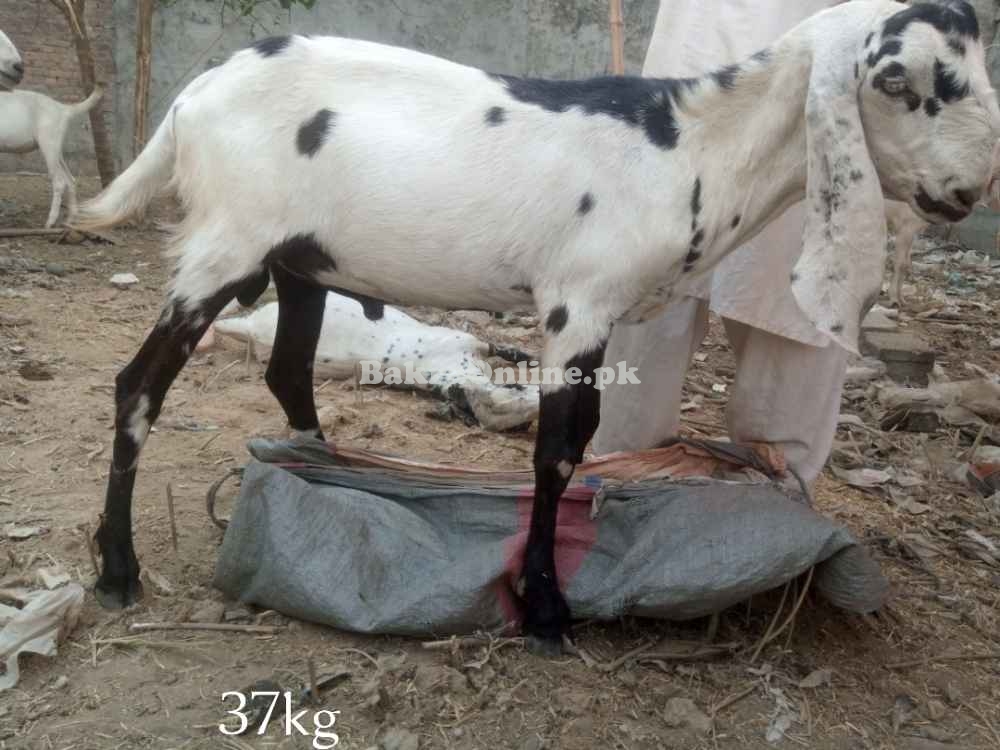 Goats sales for Eid UL adha qurbani