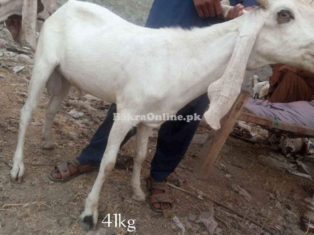 Goats sales for Eid UL adha qurbani