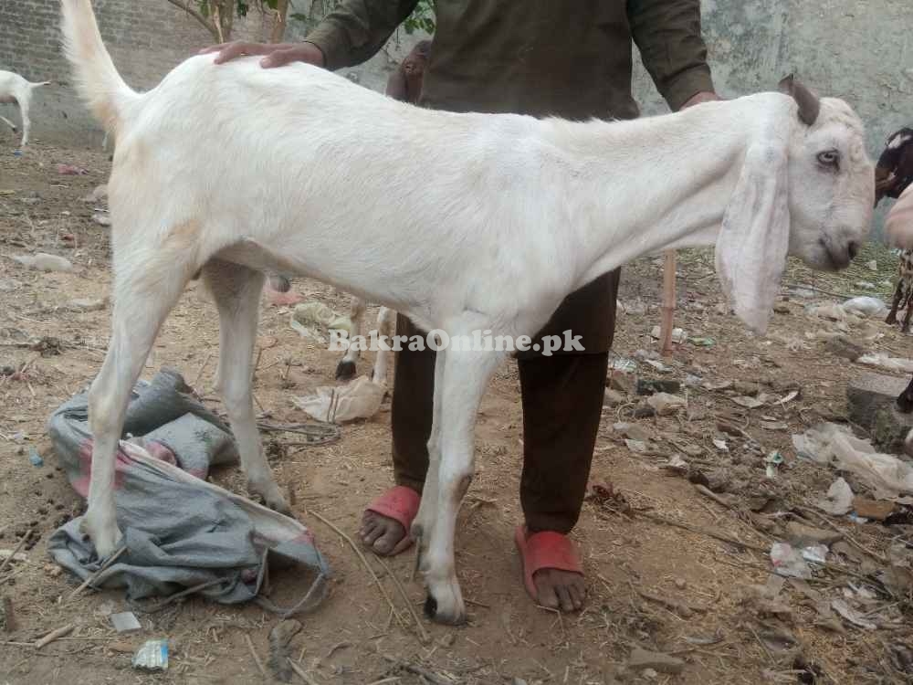 Goats sales for Eid UL adha qurbani