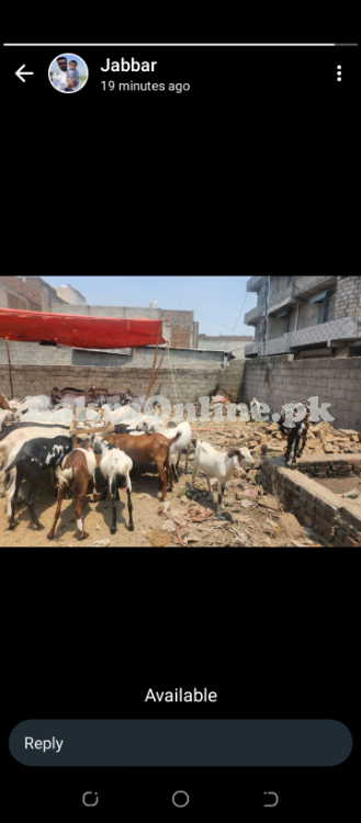 Goats sales for Eid UL adha qurbani