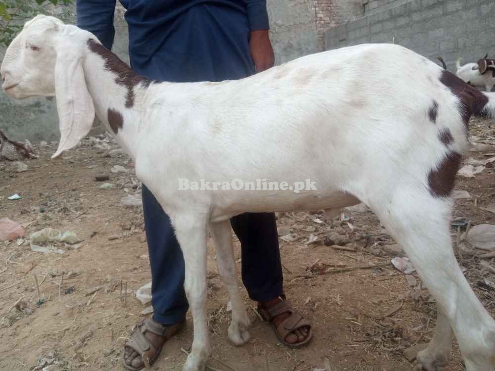 Goats sales for Eid UL adha qurbani