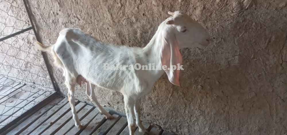 Rajanpuri bakri